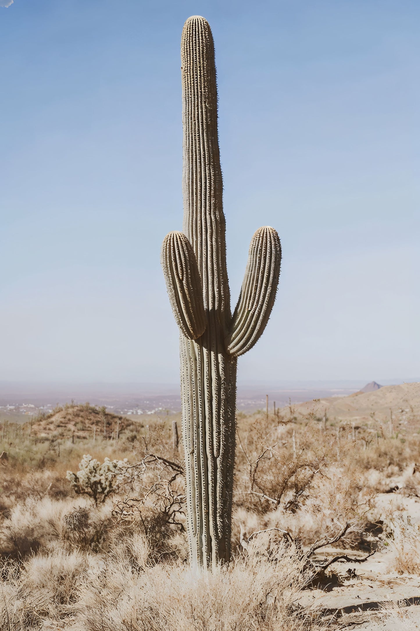Big Cactus