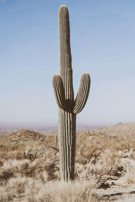 Big Cactus